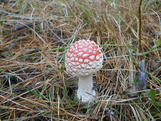 Miracle mushroom 06