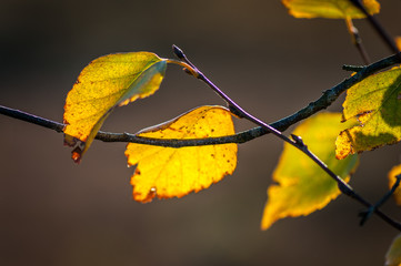 Yellow leaves on tree branch in fall autumn. Yellow birch leaves  in sunshine. Natural background. Soft focus. Close-up. Copy space.