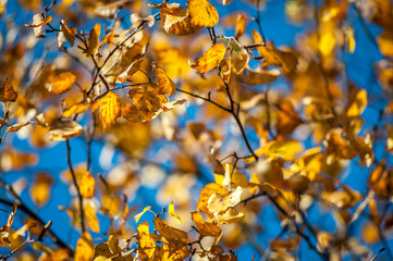 Yellow leaves on tree branch in fall autumn. Yellow birch leaves  in sunshine. Natural background. Soft focus.
