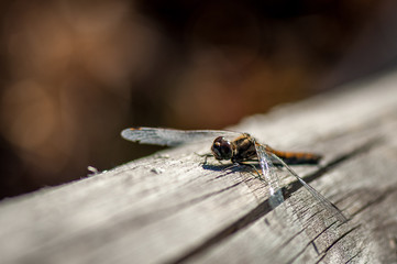 Close-up of dragonfly. Natural background with bokeh. Soft focus.
