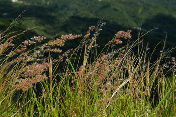 flores rosas