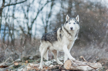 Portrait of Siberian Husky standing on wood in winter.