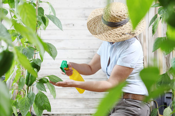 woman in vegetable garden sprays pesticide on leaf of plant, care of plants for growth concept