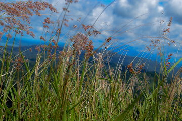 Obraz premium flor silvestre