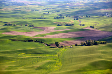 landscape with green field 