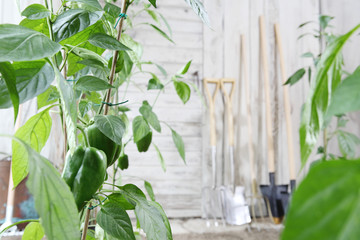 sweet peppers plants and gardening tools on wooden white wall, equipment for vegetable garden , healthy organic food produce concept