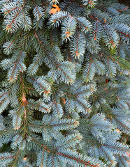Naklejka na ściany i meble Christmas frame on the background. Christmas tree, New Year. Fir tree branch