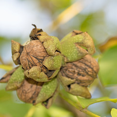Reife Walnüsse am Baum