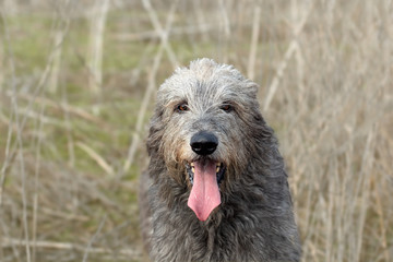 Portrait of a big gray dog Irish Wolfhound breed