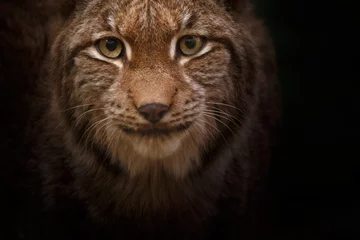Deurstickers Lynx gezicht © Nadine Haase