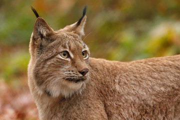 Luchs im Herbstwald