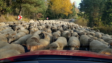 Redyk, uroczyste wyjście pasterzy ze stadami owiec na wypas na górskich halach lub ja w tym wypadku ich powrót z wypasu