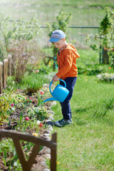Cute European boy is watering tulipes in the countryside garden. He likes to help his mother in the garden. © Artem