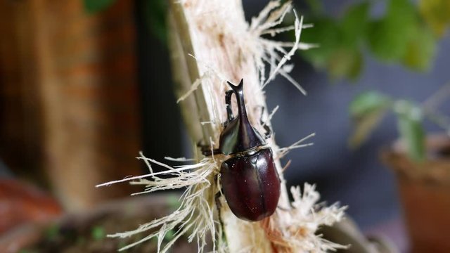 Beetles are eating sugarcane.