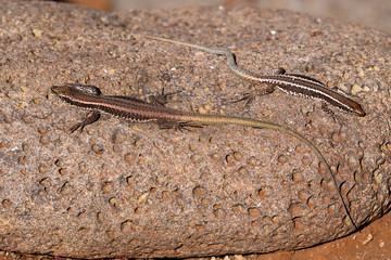 Two common wall lizards basking on stone