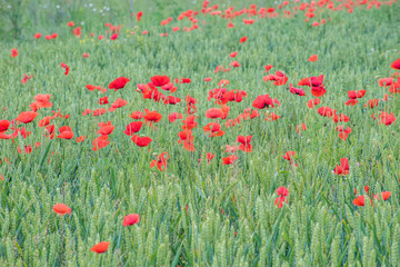 Beautiful poppy field in Bulgaria