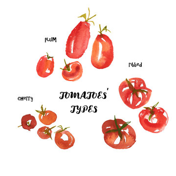 Italian Tomatoes Types: Cherry, Ribbed, Plum. Modern Watercolor Food Illustration. Isolated On White Background.