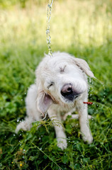 Fototapeta premium funny dog