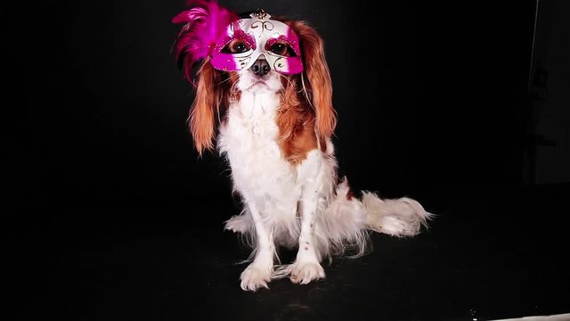New year Carnival pet party dog mask funny clip new year s eve