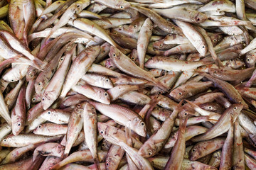 Sea fish in the market