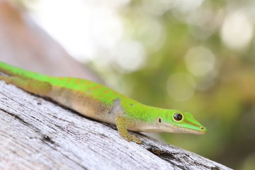 Close-up of an green lizard