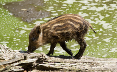 Wildschwein