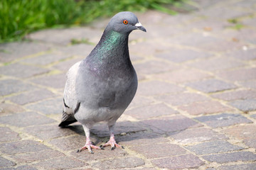 Taube