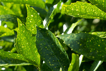 the the Green plant in the garden. Fresh green and white leaf background (Dieffenbachia).