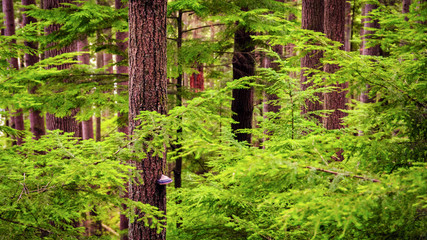 Cross-sections of Trees Dense Evergreen Forest of British Columbia