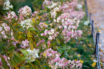 the Green and pink hydrangeas in the garden in autumn