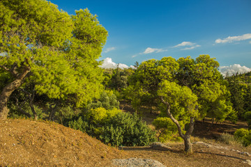 Savannah oasis tropic south nature scenic landscape place with vivid green trees in dry yellow ground and stones of rocks and hills