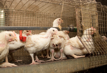 Broiler chickens in a cage at the poultry farm. Industrial production of white meat