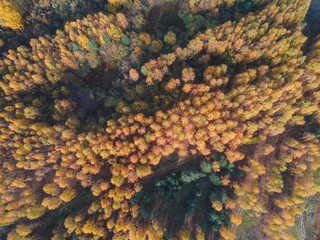 Autumn forest from a height