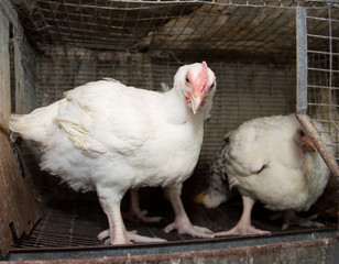 Broiler chickens in a cage at the poultry farm. Industrial production of white meat