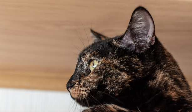 Katze als Haustier