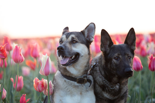 Portrait of two Kunming wolfdogs posing on a tulip field at sunrise.