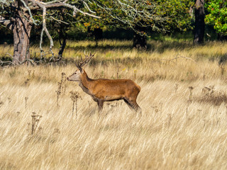 Young Red Deer Stag in morning light