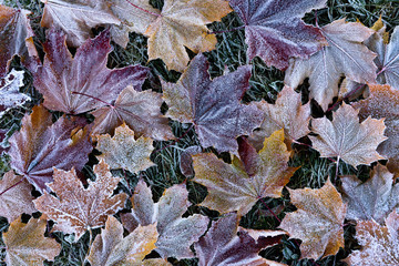Late autumn. Frost on fallen leaves. Texture of maple leaves covered with ice and frost. Autumn background