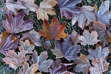 Late autumn. Frost on fallen leaves. Texture of maple leaves covered with ice and frost. Autumn background