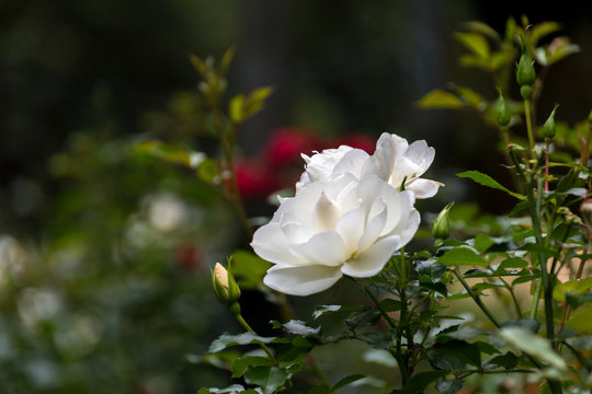 Wei&szlig;e Rose in voller Pracht