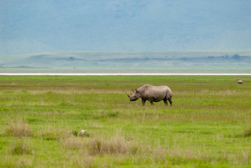 Naklejka na ściany i meble Black rhinoceros (Diceros bicornis) in Ngorongoro Conservation Area, Tanzania