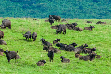Herd of African buffalos (Syncerus caffer) in Ngorongoro Conservation Area, Tanzania
