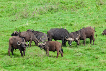 Naklejka na ściany i meble Herd of African buffalos (Syncerus caffer) in Ngorongoro Conservation Area, Tanzania