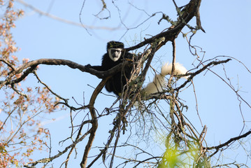 Mantled guereza sitting on a tree in Kilimanjaro National Park, Tanzania