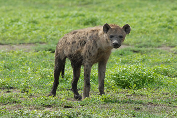 Spotted hyena in Serengeti National Park, Tanzania