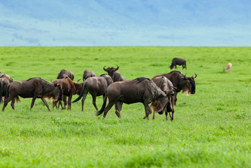 Naklejka na ściany i meble Blue Wildebeests (Connochaetes taurinus) grazing in Ngorongoro crater, Tanazania