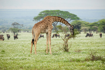 Naklejka na ściany i meble Masai giraffe (Giraffa tippelskirchi), Serengeti, Tanzania