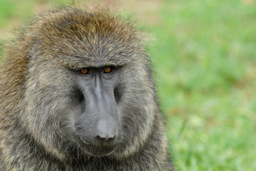 Portrait of Olive baboon (Papio anubis) in Serengeti National Park, Tanzania