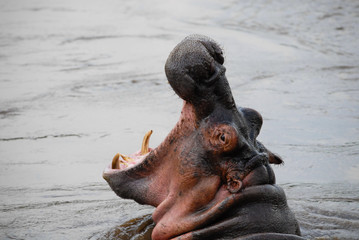 Common hippopotamus (Hippopotamus amphibius), Serengeti, Tanzania