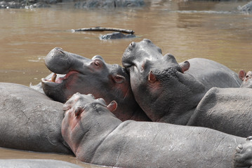 Group of hippos in a river in Serengeti National Park, Tanzania